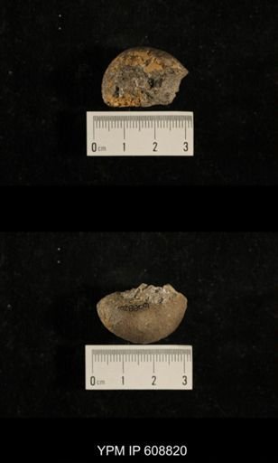 Phanerotrema labrosa