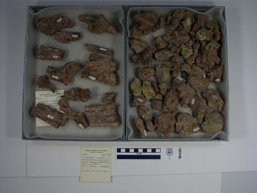 Dimetrodon limbatus