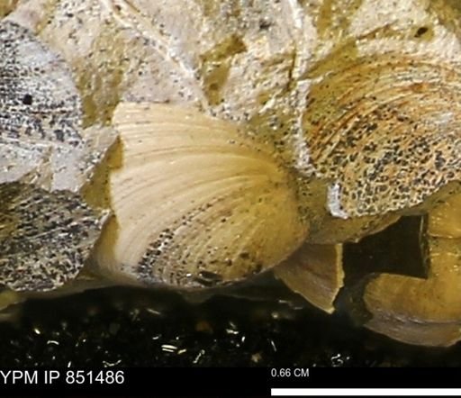 Limopsis striatopunctatus