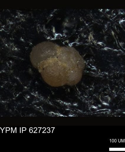 undet. Foraminiferida