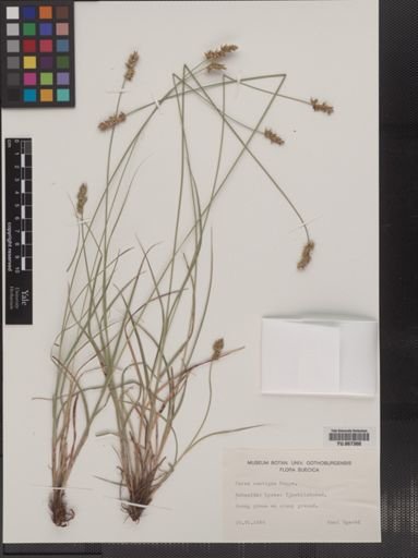 Plantae
