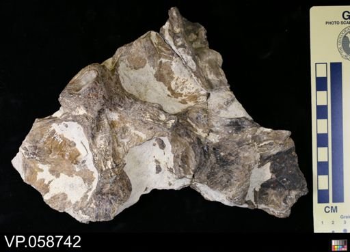 undet. Actinopterygii