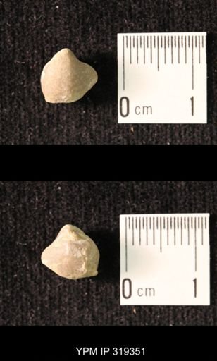 Ambocoelia planoconvexa