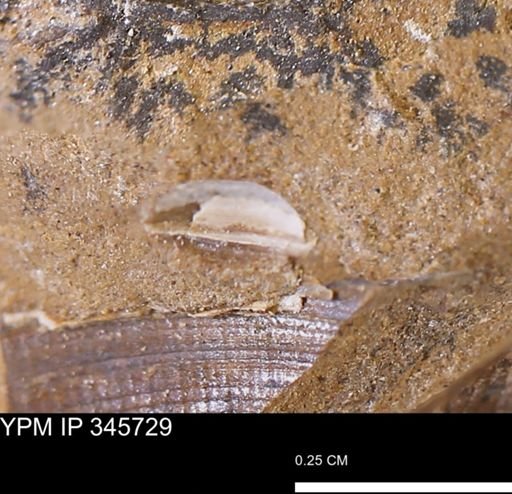 undet. Mollusca