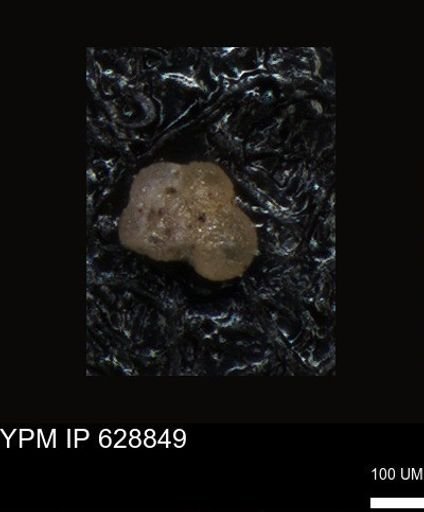 undet. Foraminiferida