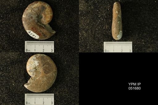 Hoploscaphites nicolletii