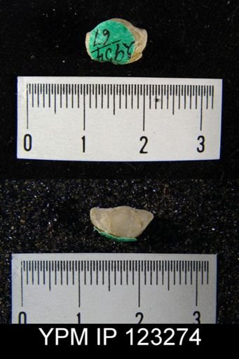 Pholidostrophia profetica