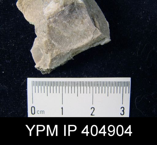 undet. Brachiopoda