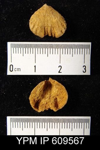Uncinulus cf. vellicatus