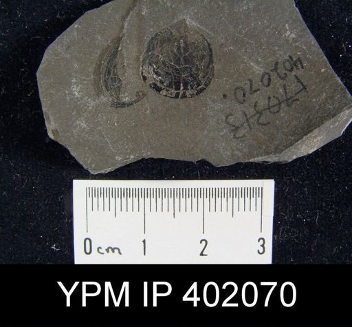 Palaeoglossa cyane