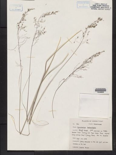 Sporobolus heterolepis