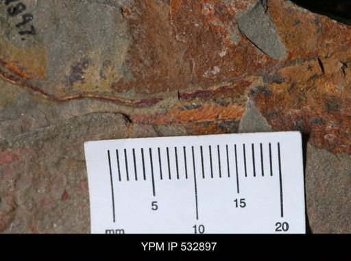 undet. Graptolithina