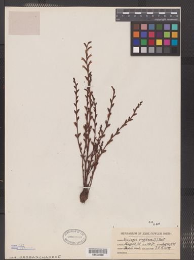 Epifagus virginiana