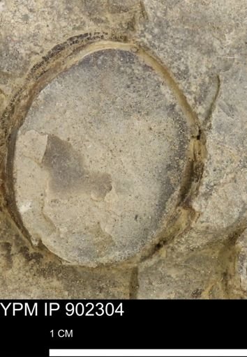 Baculites?