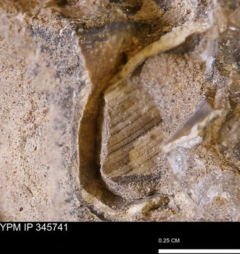 undet. Bivalvia