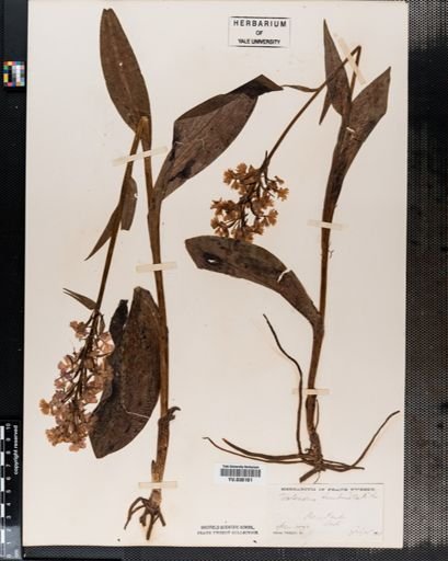 Plantae