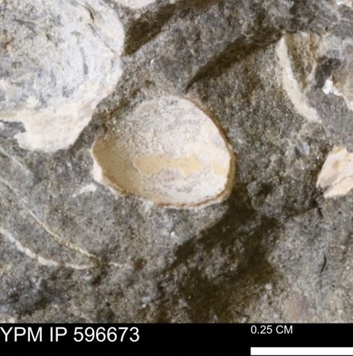 Limopsis striatopunctatus