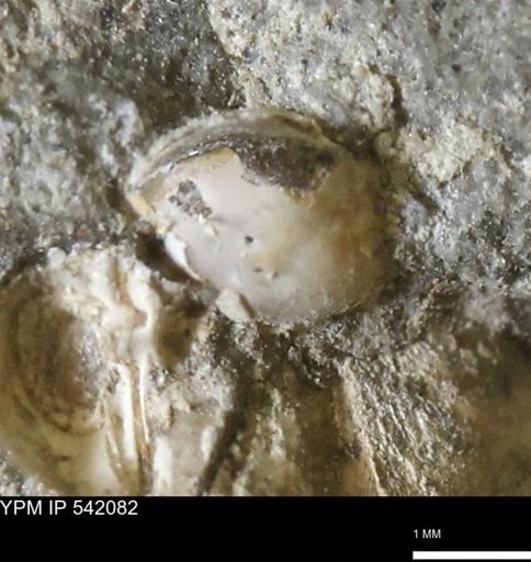 Corbulamella gregaria