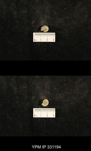Trepospira depressa
