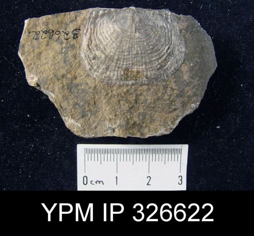 Productus sp.