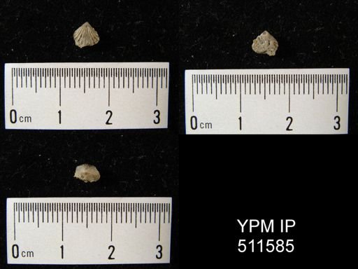 undet. Rhynchonellida