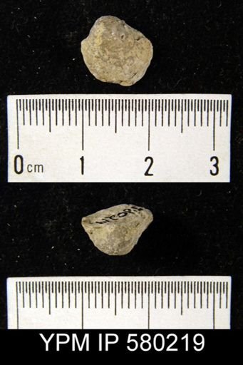 Orbinaria?