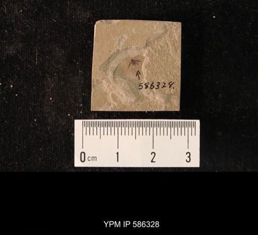 undet. Hemiptera