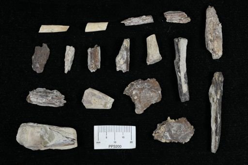 Xiphactinus sp.