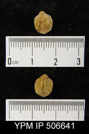 Atrypa marginalis