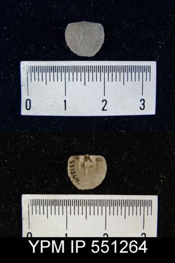 Dalmanella elegantula