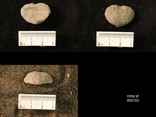 Marginifera lasallensis