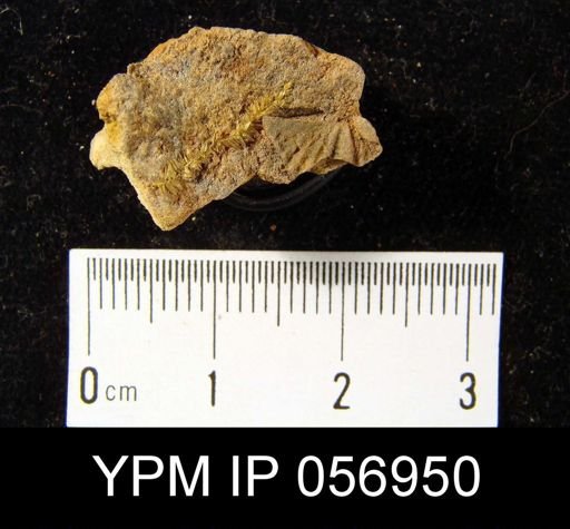 Cyrtina dalmani