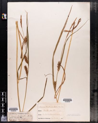 Carex trichocarpa