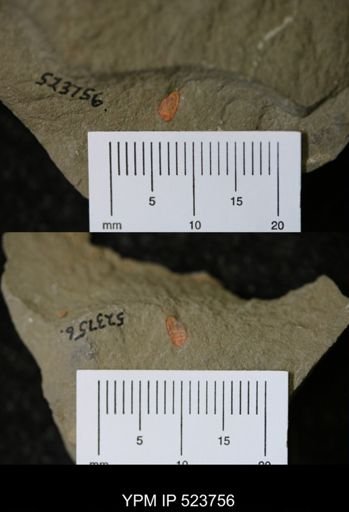 undet. Synziphosurina
