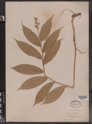Maianthemum