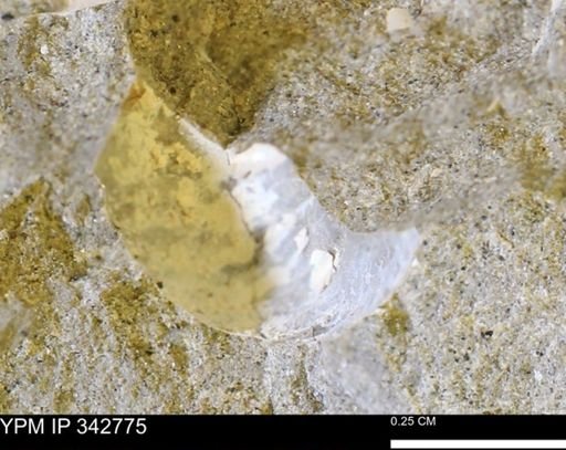 undet. Bivalvia