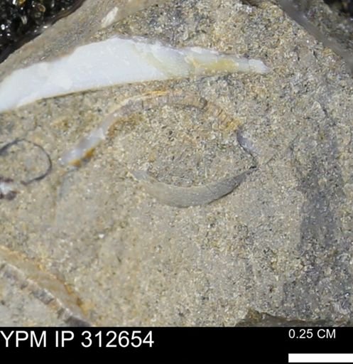 undet. Bivalvia