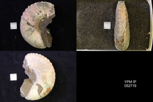 Jeletzkytes nebrascensis