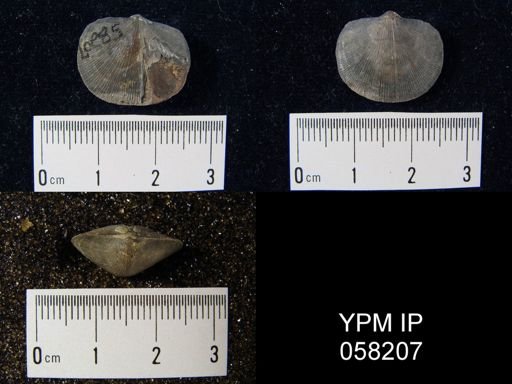 Dalmanella subcarinata