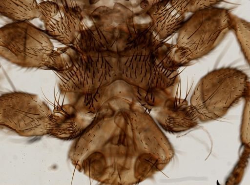 Melophagus ovinus