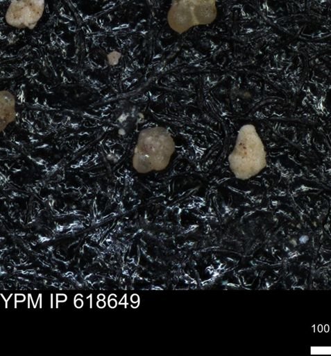 undet. Foraminiferida