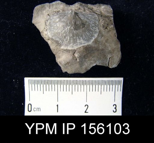 Strophomena antiquata prinstana