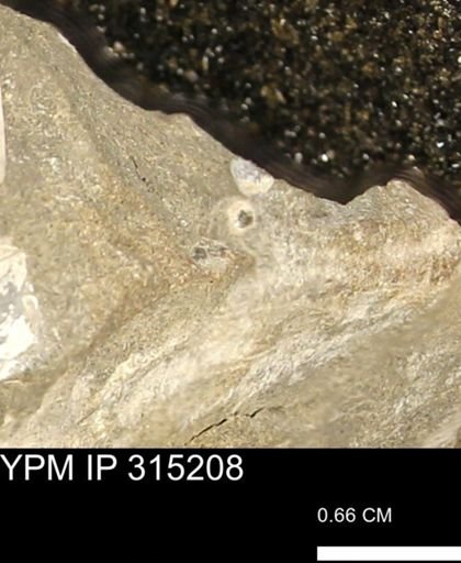 undet. Bivalvia