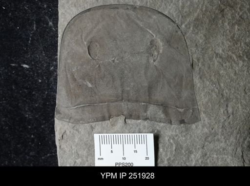 Eurypterus sp.