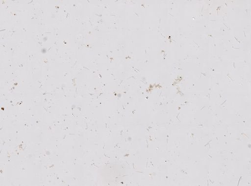 Goreauiella auriculata