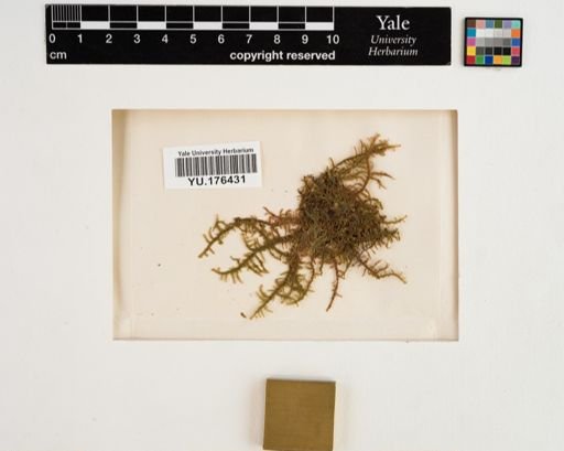 Plantae