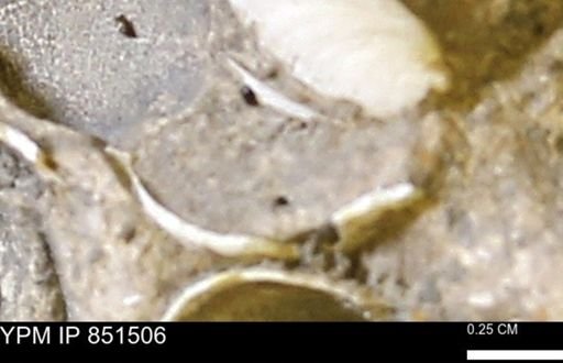 Limopsis striatopunctatus