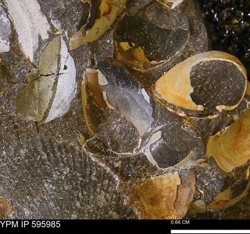 Protocardia?