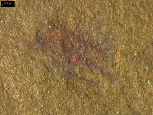 Lobopodia?