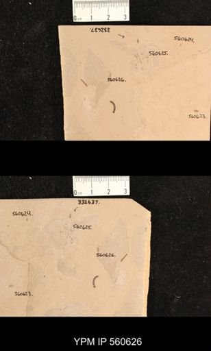 undet. Diptera